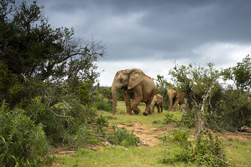 Elephants South Africa Safari - 04linziStockGetty Images PlusGetty Images