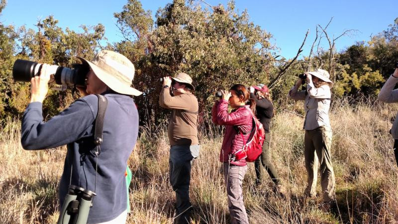 Hawaii Bird Festival Editorial