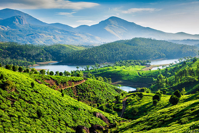 Tea plantations in Kerala India