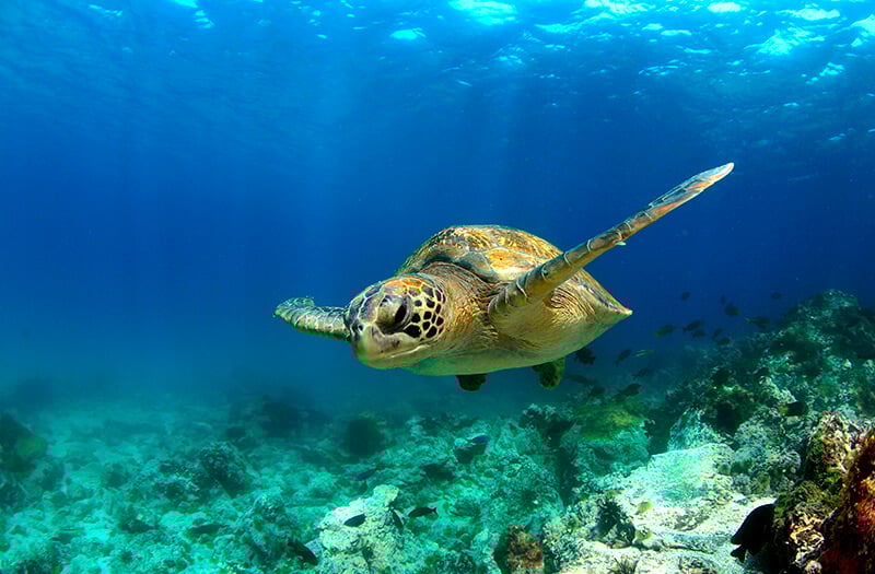 Galapagos turtle 