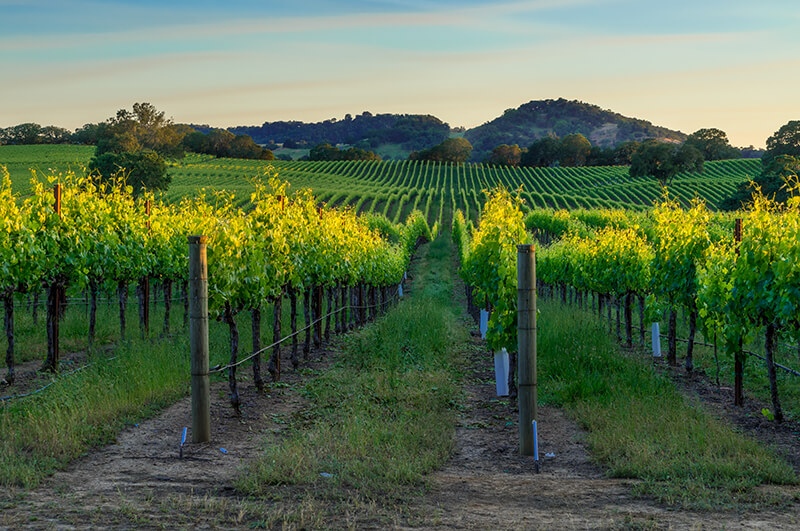 Panoramic view of Napa Valley California 