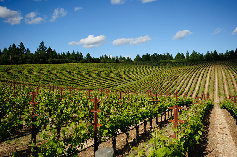vineyards