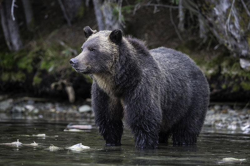 A Grizzly posing in a river surrounded by spawning salmon