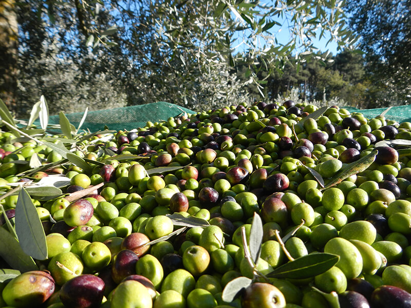 harvested olives