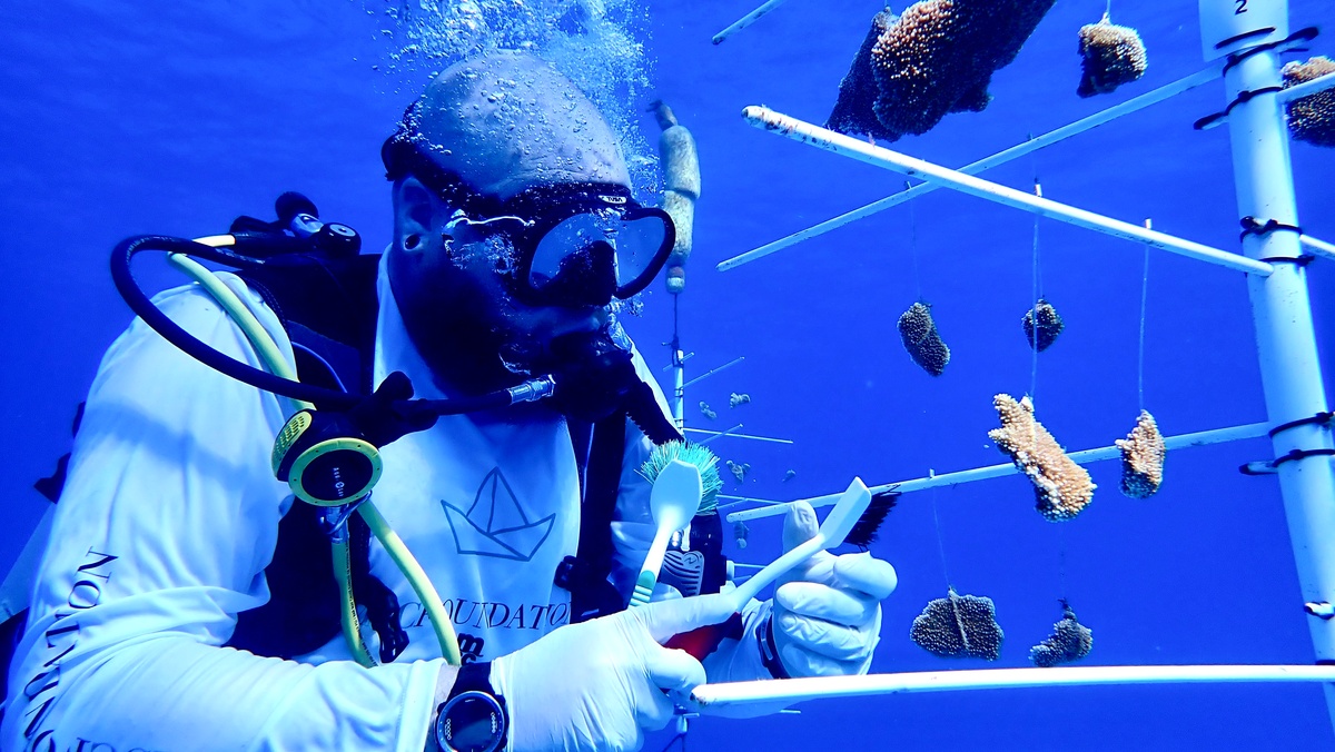 Coral TreesCoral restoration at Ocean CayMSC Group