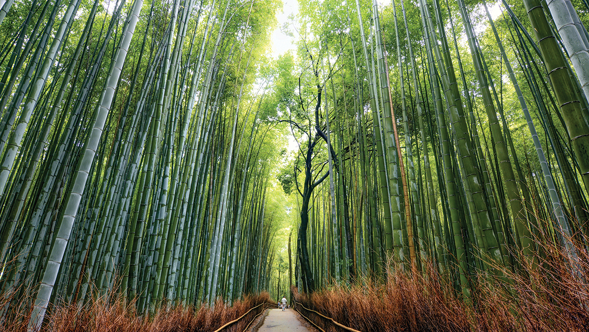 Kyotos iconic bamboo forest