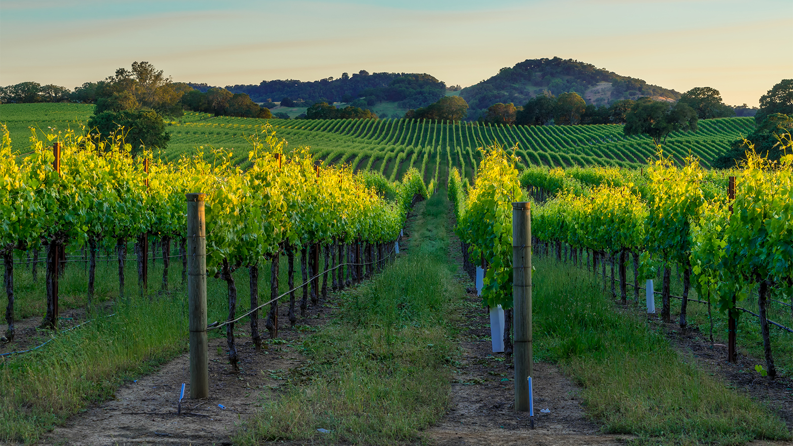 Sonoma County