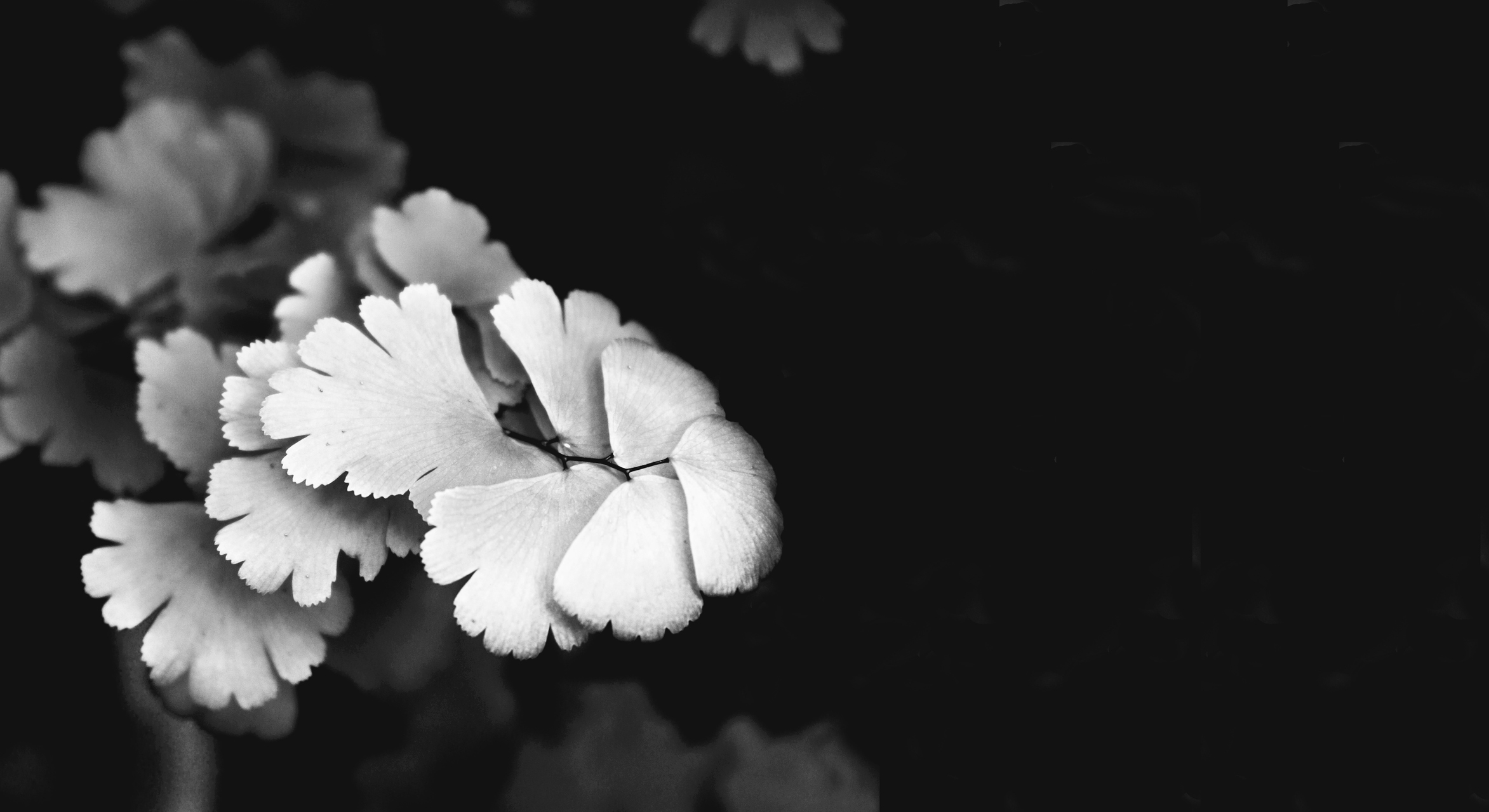 In memoriam 