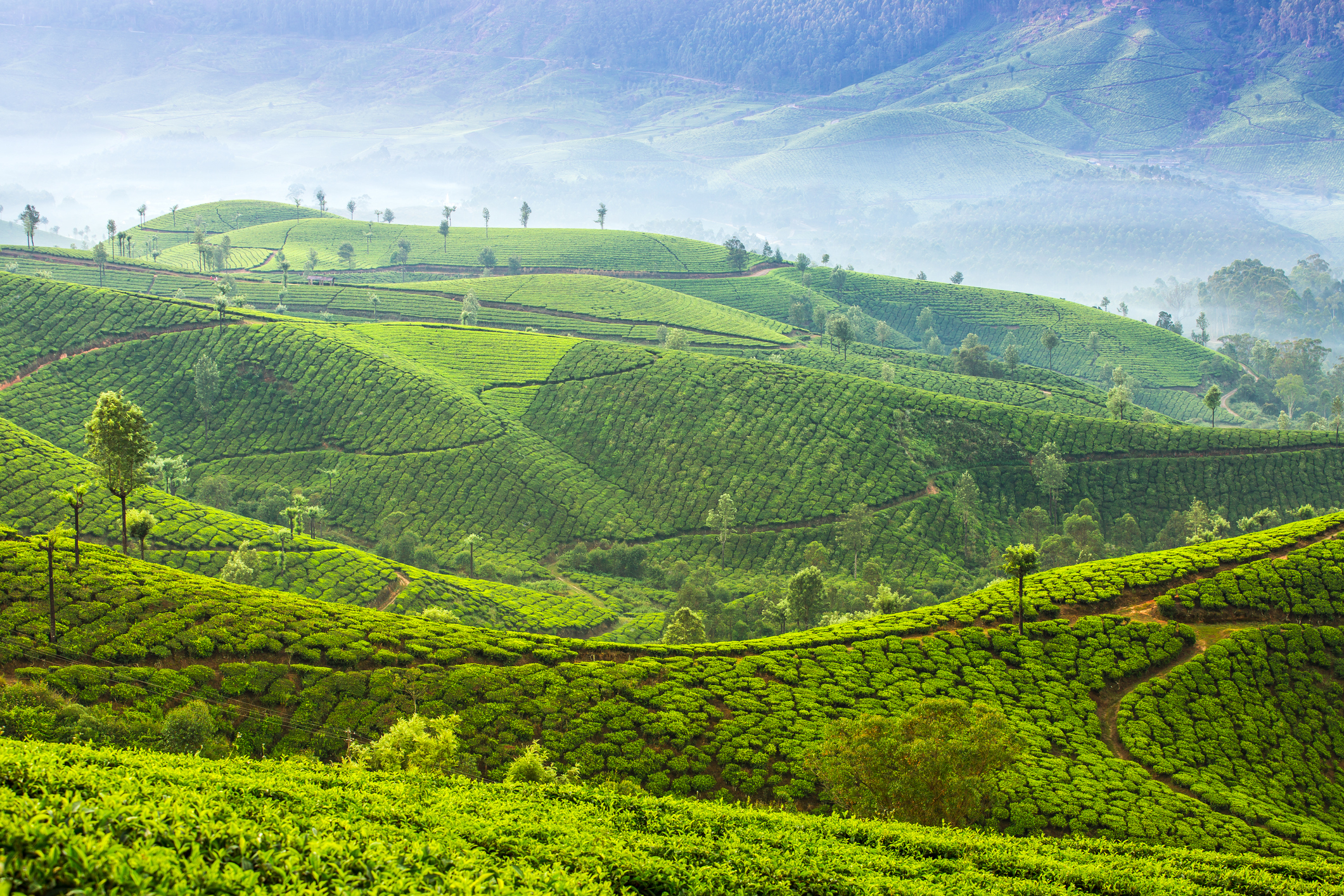 Indian-Tea-Plantationjpg