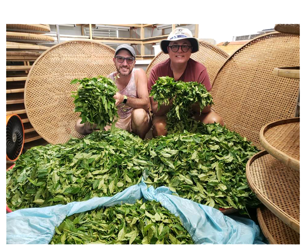 the great mississippi tea company