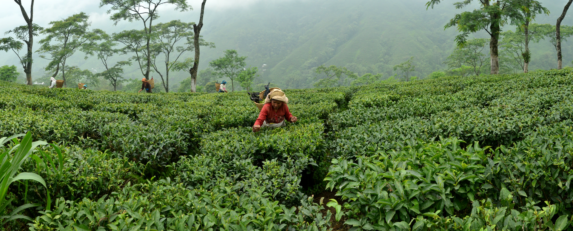 jayshree tea