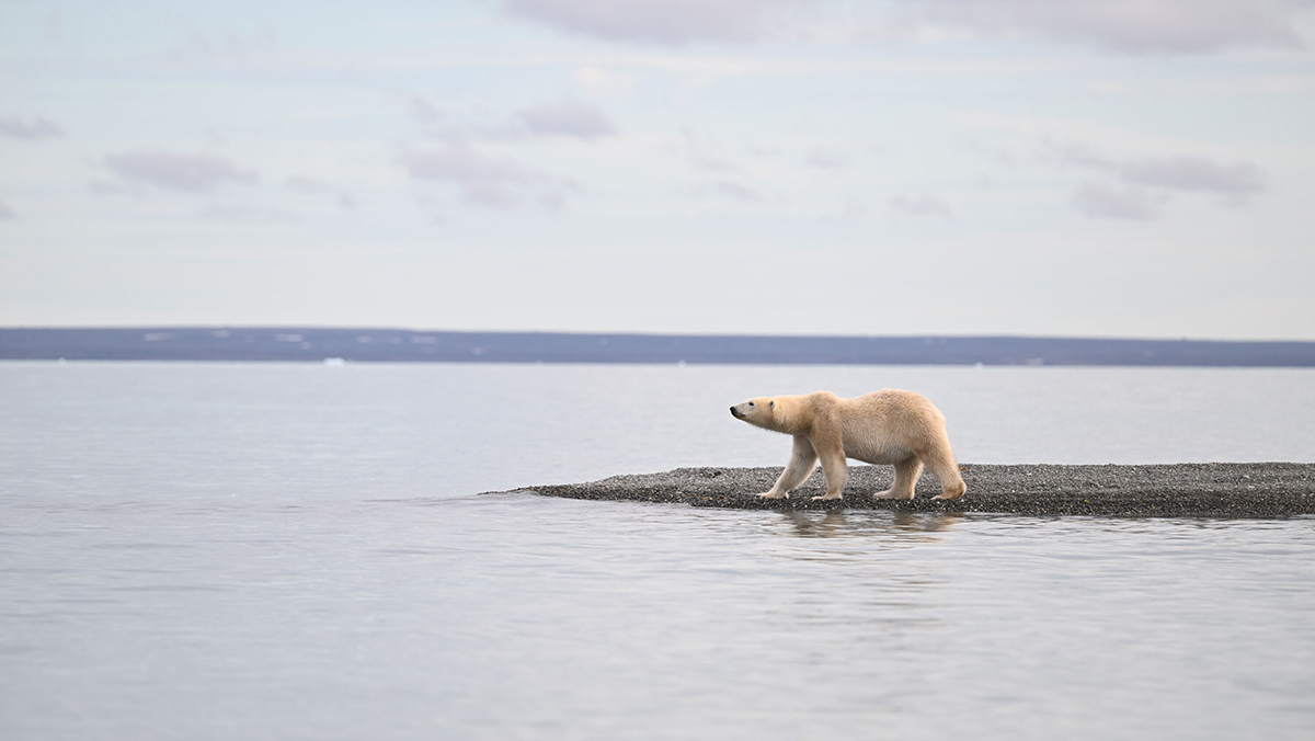 SH VegaTexas Bar Polar Bear Preparing To Enter WaterJuly 1 2024