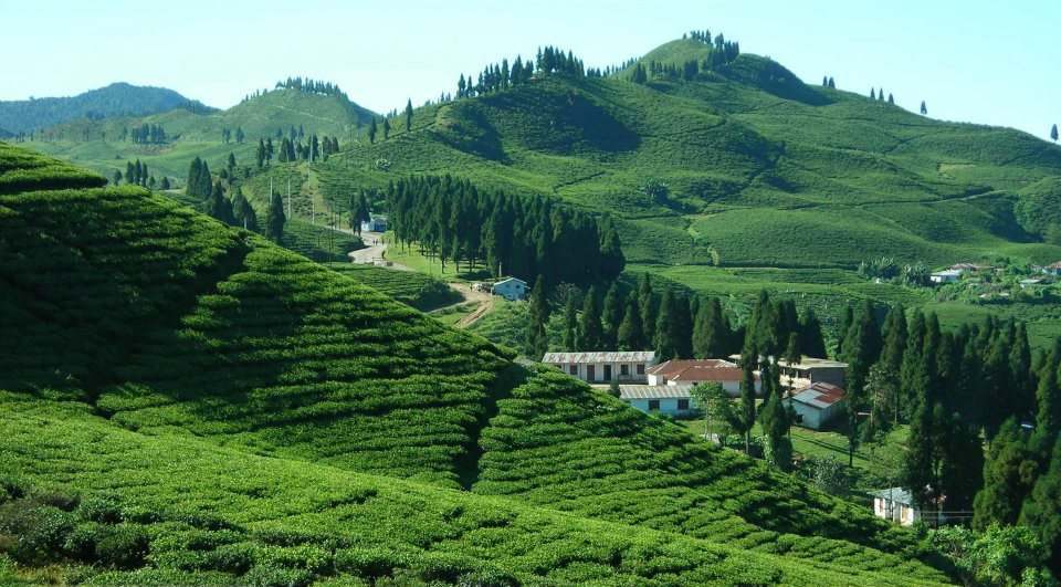Tea-Gardenjpg