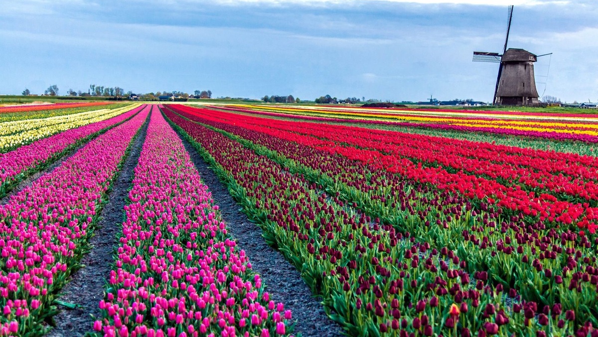 Tulip toursCourtesy of Boat Bike Tours