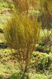 WTN-rooibos-2jpg