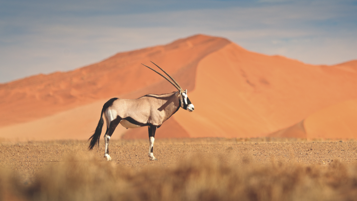 Walking Wild in NamibiaExtraordinary Journeys