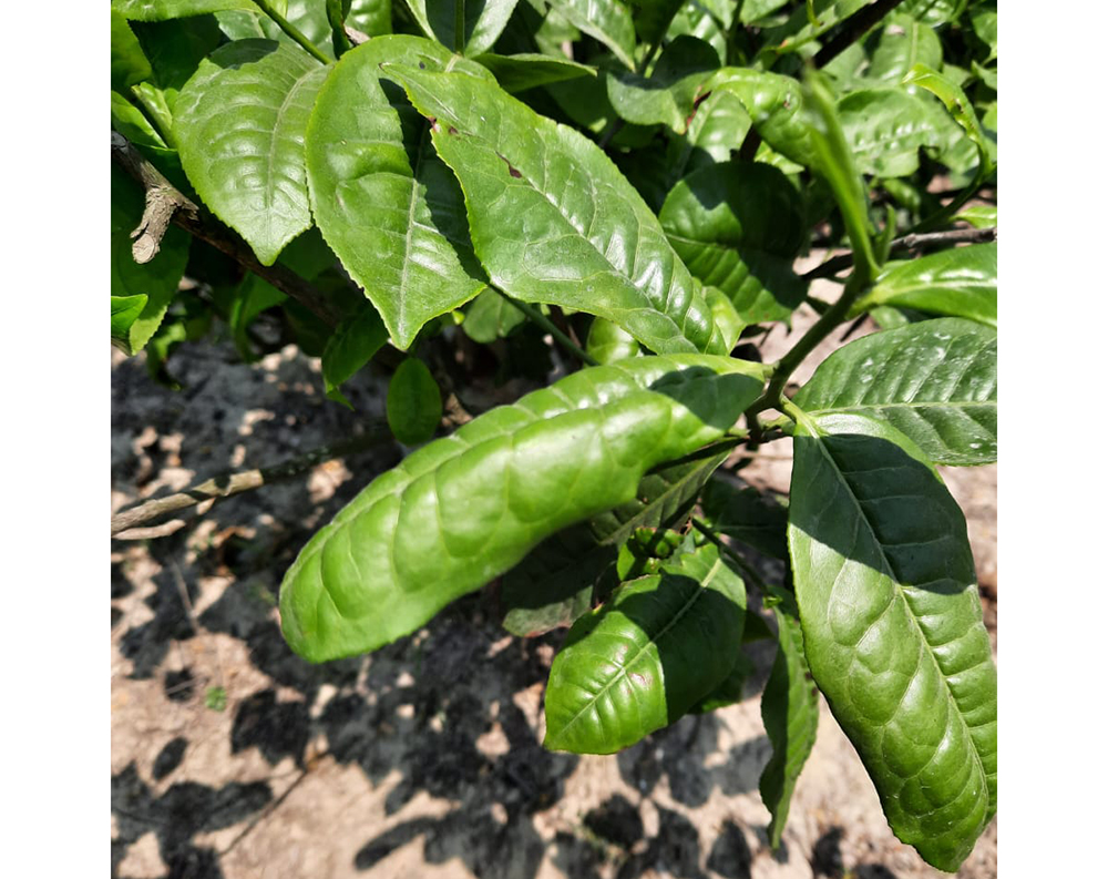 tea pests