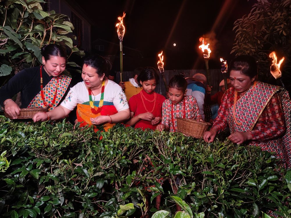 moonlight tea plucking