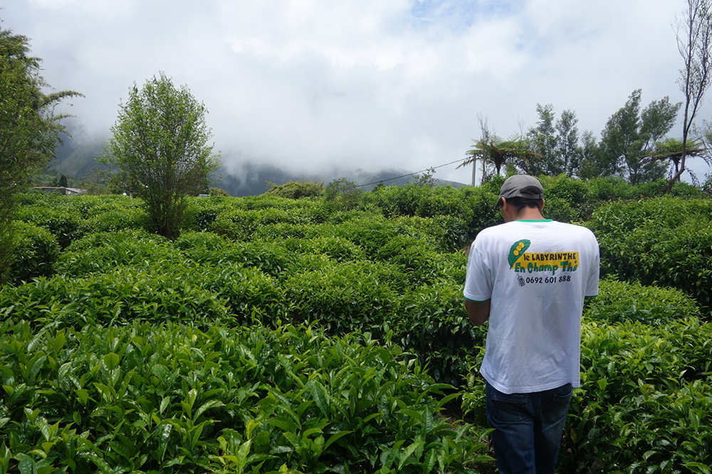 french tea sector