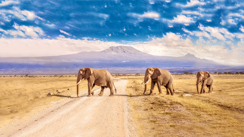 Kruger National Park South Africa - MHGALLERYiStockGetty Images PlusGetty Images