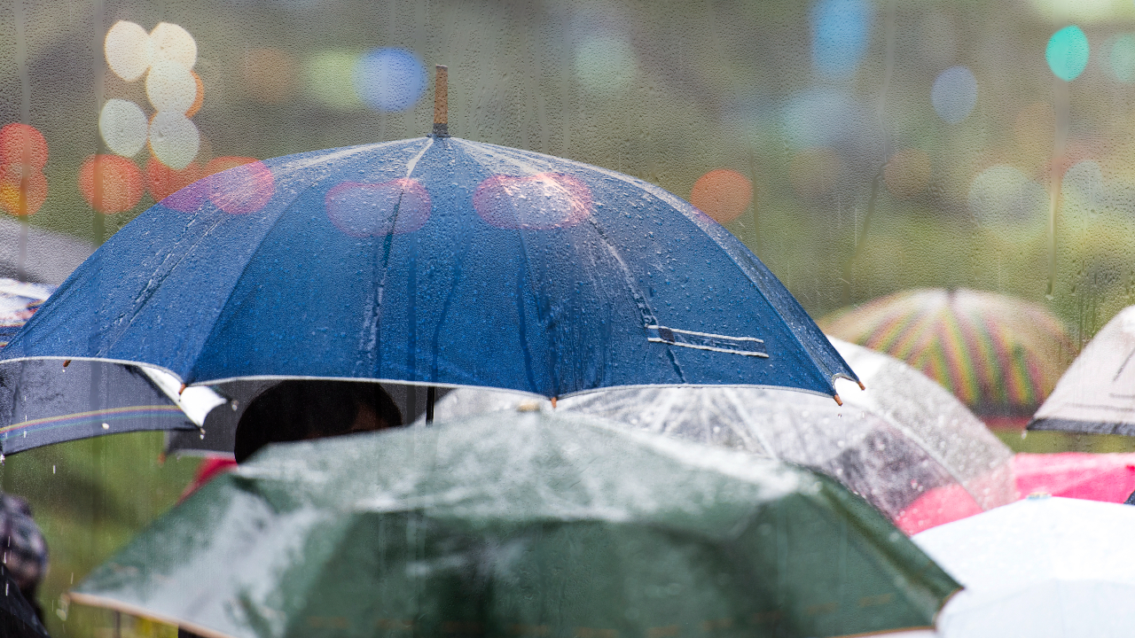 rain and umbrellas