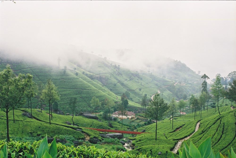 Sri Lankan tea fields
