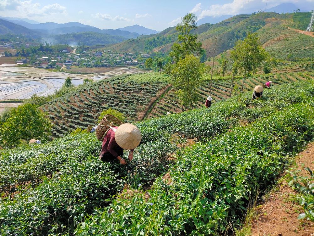 vietnam tea market