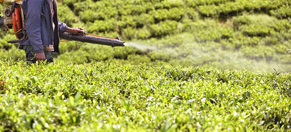tea mosquito bug