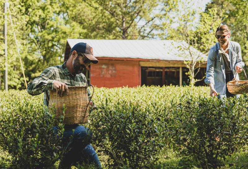 Longleaf Tea Company