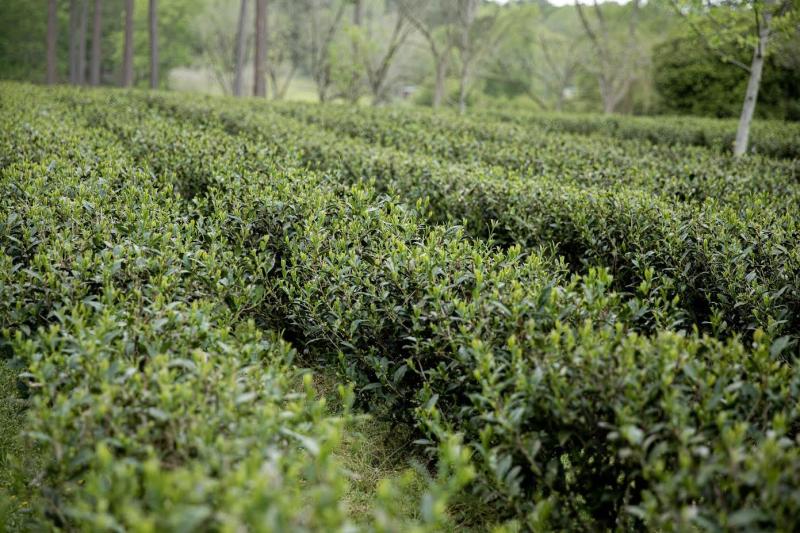 Longleaf Tea Company