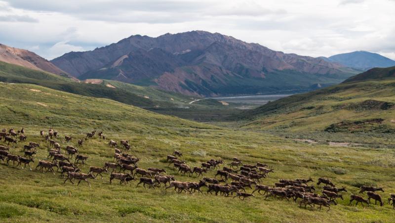 AdventureSmith Explorations_Denali Caribou Herd