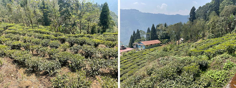 darjeeling tea farms