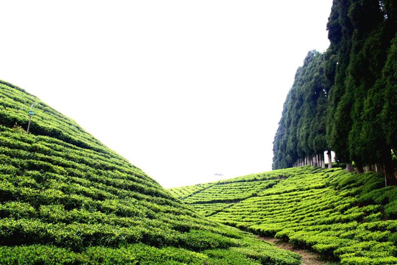 darjeeling tea farms