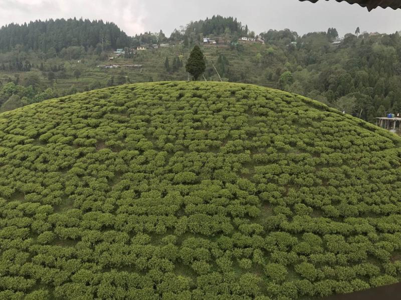 darjeeling tea farm