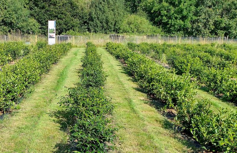 dartmoor tea estate