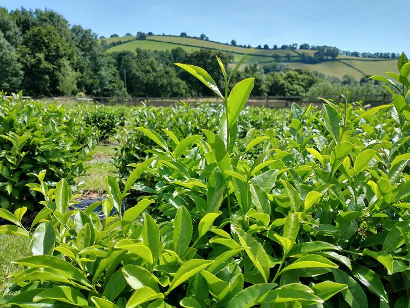dartmoor tea estate