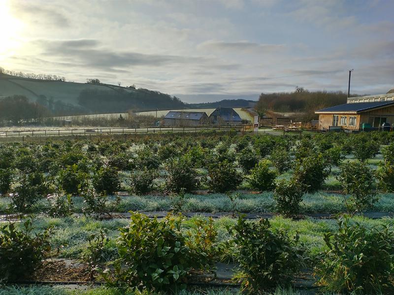 dartmoor tea estate