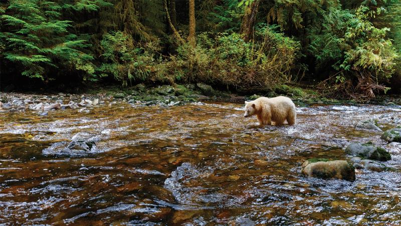 Spirit Bear