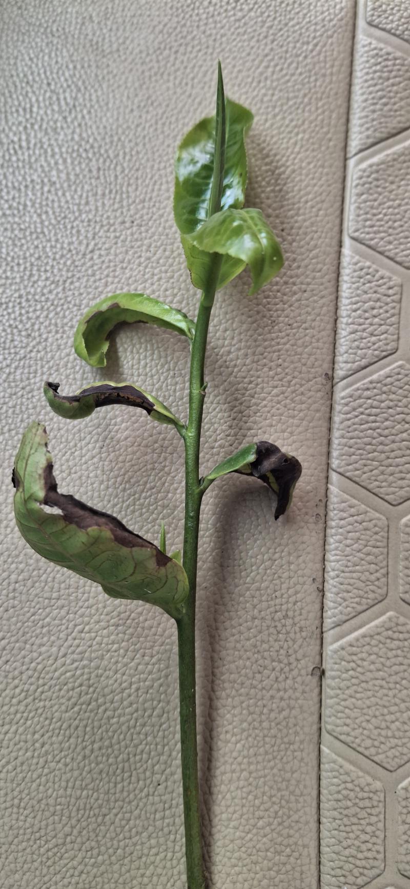 tea pest greenfly