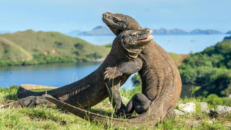 Komodo dragons_Rinca Island_Photo Courtesy of Extraordinary Journeys