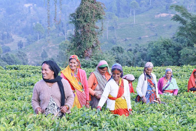 tea tourism