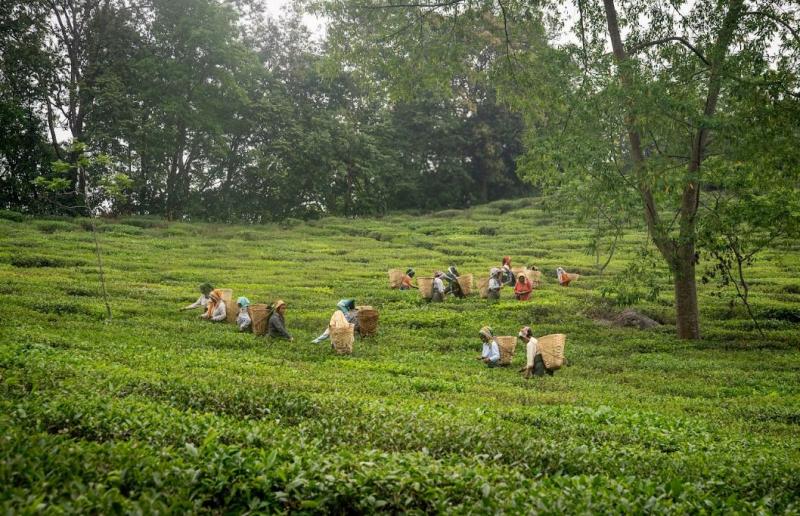 makaibari tea treasures