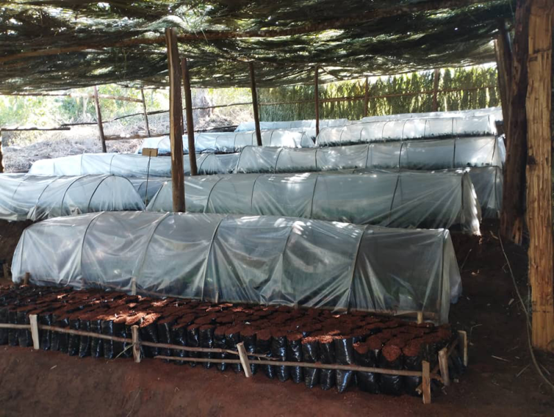 malawi tea african tea market