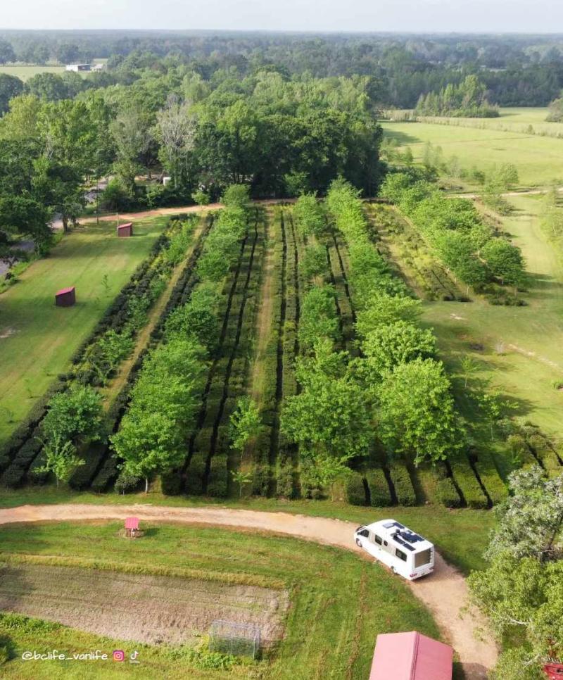the great mississippi tea company