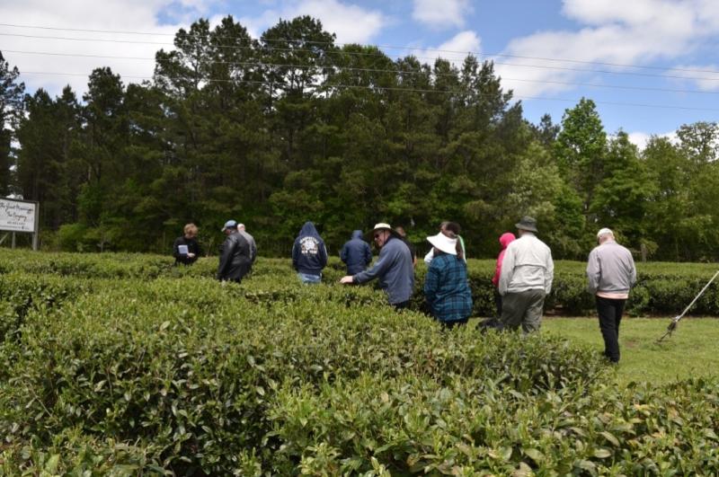 the great mississippi tea company