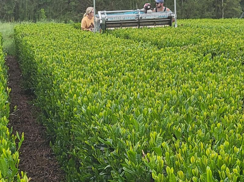 the great mississippi tea company