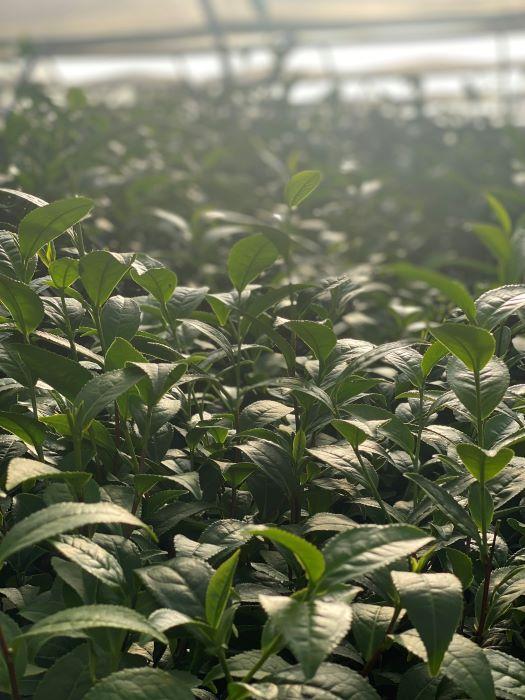peterston tea estate