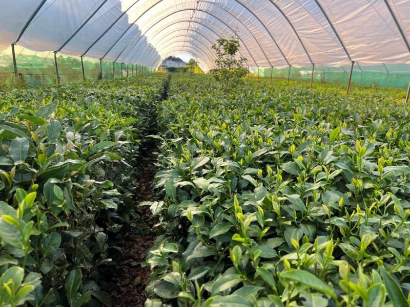 peterston tea estate