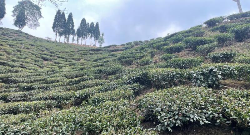 non-colonial tea estate