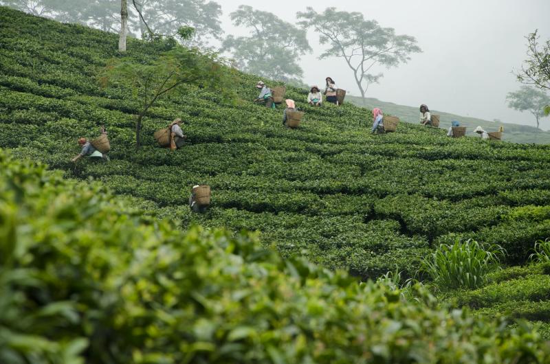 jayshree tea the leafies